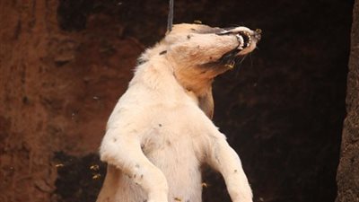 شنق كلب ضال .. وزارة الداخلية تكشف تفاصيل ضبط حارس عقار في المقطم