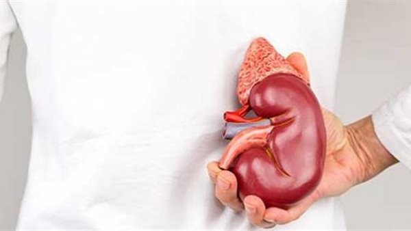 أمراض الكلى 