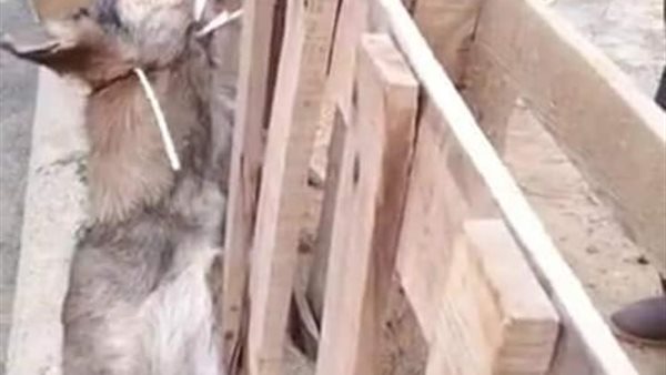 الكلب المشنوق 