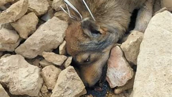 الكلب الضحية 