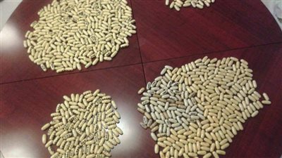 القبض على عاطل بحوزته كمية كبيرة من الحشيش والهيدرو في الإسماعيلية 