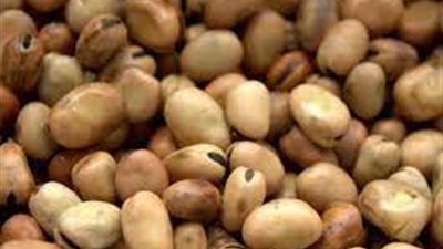 وقف تصدير الفول الحصى والمدشوش لمدة 3 أشهر