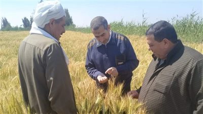 اليوم.. توريد محصول القمح من المزارعين لصوامع وشون سوهاج 