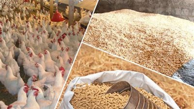 ضبط 11 طن أعلاف دواجن مجهولة المصدر قبل بيعها في سوهاج  