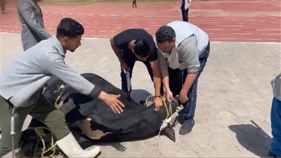 بحد أقصى 5 أسهم للفرد.. المحامين بشمال الجيزة تعلن شراء عجل بقري كندوز للأعضاء