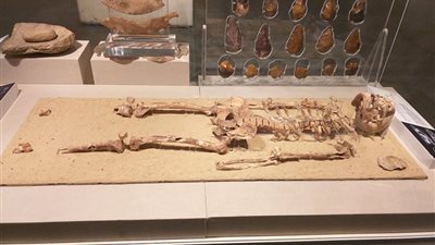 عالم آثار يكشف أهمية الهيكل العظمي بمتحف الحضارة بالفسطاط (خاص)