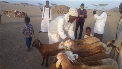 توزيع 600 رأس من الأغنام على 200 أسرة مستحقة بالشلاتين 