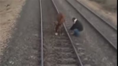 قائد قطار ينقذ حمارًا من الدهس بالأقصر (فيديو)