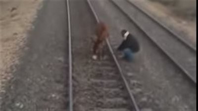 شاهد.. حمار كاد أن يسبب كارثة على خط قطار القاهرة - أسوان