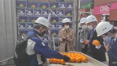 السفارة المصرية في طوكيو تشارك في استقبال أول شحنة برتقال مصري للسوق الياباني