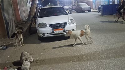 الكلاب الضالة تثير الذُعر داخل شوارع المنيا (صور)