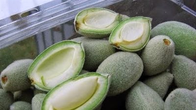 فقدان الوزن وتدعيم صحة القلب.. إليك أهمية فوائد اللوز الأخضر 