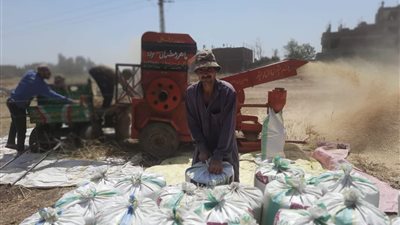 بدء موسم حصاد القمح في محافظة المنوفية