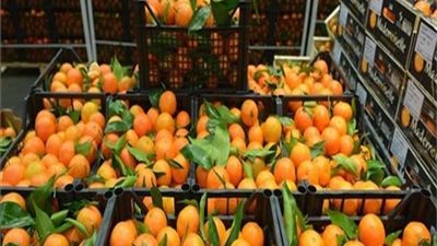 تصدير أول شحنة برتقال لليابان بعد استيفاء المواصفات على مستوى العالم (فيديو)