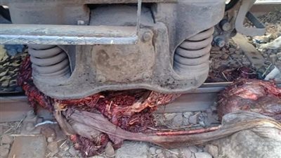 حوّله إلى شطرين.. قطار يدهس حصانًا بمحطة سكة حديد طنطا 