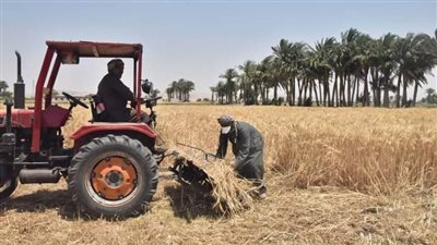 زراعة 233 ألف فدان قمح والانتهاء من تجهيز 28 شونة ومركز تجميع وصومعة بأسيوط
