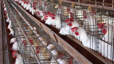 أسعار بورصة الدواجن اليوم الجمعة 13-8-2021