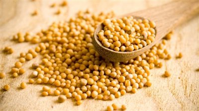 يساعد مرضى الصدفية.. تعرف على فوائد نبات الخردل