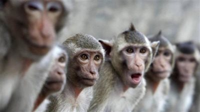 على طريقة فاروق الفيشاوي في 