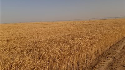 أسامة القاضي يكشف تفاصيل مشروع غرب المنيا ضمن 