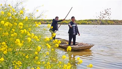مزارعو السلطعون مشغولون في مقاطعة جيانغسو شرقي الصين