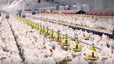 مع إنتاج 1.5 مليار طائر سنويا.. كيف يؤثر تصدير الدواجن على السوق المحلي؟