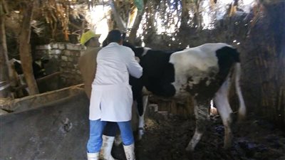 تحصين 142 ألف رأس ماشية ضد الجلد العقدي والجدري بالمنوفية