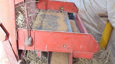 تموين سوهاج: توريد 661 طن قمح لصوامع وشون المحافظة وسعر الإردب 725 جنيهًا 