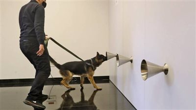 طبيب يتمكن من اكتشاف الإصابة بكورونا باستخدام الكلاب 