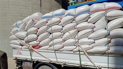 محافظ المنيا: بدء توريد محصول القمح بالشون الحكومية والصوامع واستقبال 2183 طن قمح 