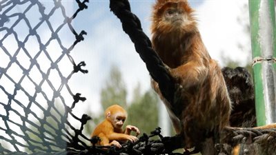  ميلاد قرد من نوع جافان لانجور في حديقة حيوانات بالقدس