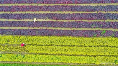 سيد خليفة: الرئيس السيسي يستهدف زراعة 4 ملايين فدان.. ومشروع الدلتا الجديدة رئة مصر للأمن الغذائي