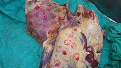 ضبط 382 كيلو لحوم وأسماك غير صالحة للاستهلاك داخل مول تجاري بطنطا 