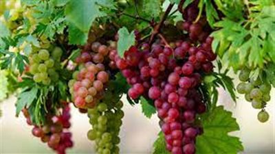 تعرف على فوائد وأضرار ثمرة العنب