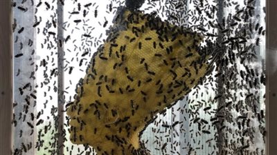 فنان أمريكي يصنع منحوتة من شمع العسل للملكة نفرتيتي بمساعدة 60 ألف نحلة (صور)