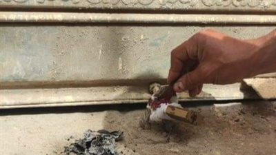 تشميع ثلاثة مقاهٍ ومصادرة 19 شيشة بالغربية وإحالة المخالفين للنيابة العامة