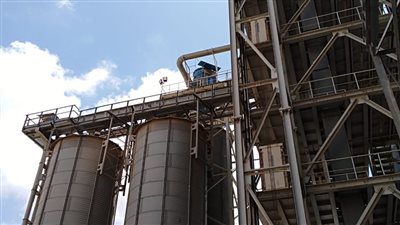 انطلاق ماراثون توريد القمح المحلى بالإسكندرية