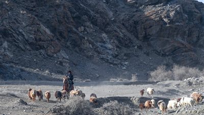 رعاة يقودون الأغنام إلى المراعي الربيعية بشمال غربي الصين
