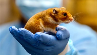 روسيا تعلن نجاح عقارها المضاد لفيروس كورونا على 