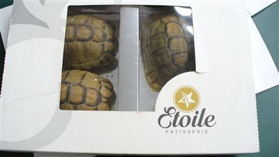 السلطات الألمانية توقف راكبا قادما من القاهرة حاول تهريب 3 سلاحف على شكل “شوكولاتة”