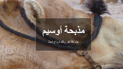 مذبحة أوسيم: هَذِهِ نَاقَةُ اللهِ.. حمت الأبرياء (تفاعلي)