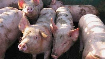 وفاة شاب هندي بسبب لحم الخنزير