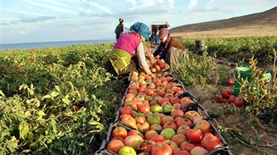 تراجعت 0.7%…. 1.014 مليار دولار صادرات مصر الزراعية خلال 6 أشهر