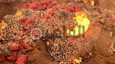 خاص.. حرق البصل المصري على الحدود الليبية (صور)