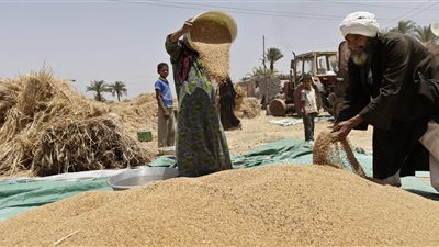 مدير مشروع غرب المنيا يكشف لـ«القاهرة 24» تفاصيل انطلاق موسم حصاد القمح