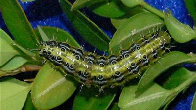 إجراءات لمنع انتشارها.. ما هي دودة الحشد التي تسبب في خسائر  5 مليارات دولار في إفريقيا؟