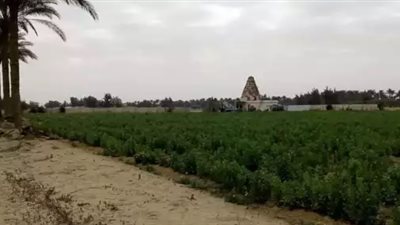 رئيس التعمير الزراعية يكشف لـ”القاهرة 24″ تفاصيل سحب ولاية أراضي الصحراوي من الهيئة