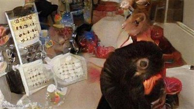 تحدي جديد.. صورة حيرت الملايين هل تستطيع معرفة شئ واحد منها؟ (تدوينة)