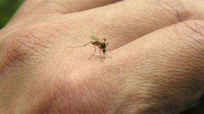 في اليوم العالمي لمرض الملاريا.. تعرف على معاناة الـ3 مليار مريض حول العالم