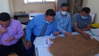 محافظ كفر الشيخ: حصاد 32 ألف فدان قمح.. واستقبال الأقماح بـ20 موقعًا